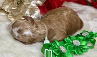 Asher, a female Poodle - Miniature  for sale in Lakeland, FL – Photo 9 of 10