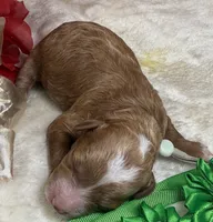 Asher, a female Poodle - Miniature  for sale in Lakeland, FL – Photo 3 of 10