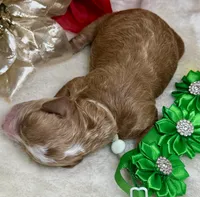 Asher, a female Poodle - Miniature  for sale in Lakeland, FL – Photo 8 of 10