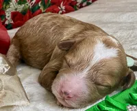 Asher, a female Poodle - Miniature  for sale in Lakeland, FL – Photo 5 of 10