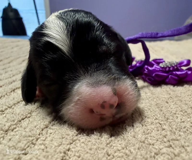 Spooky – Double Doodle puppy for sale in Lakeland, FL