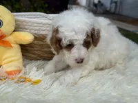 Glory , a male Poodle - Miniature  for sale in Lakeland, FL – 9 of 10