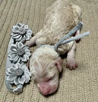 Casper , a female Double Doodle for sale in Lakeland, FL – 3 of 6