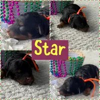 Star, a female Poodle - Miniature  for sale in Lakeland, FL – 6 of 9
