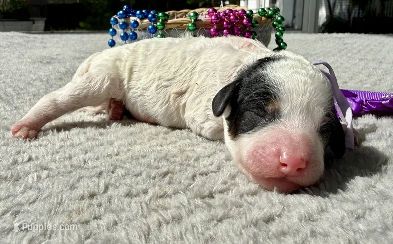 Liberty  – Poodle - Miniature  puppy for sale in Lakeland, FL