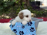 Blaze, a male Poodle - Miniature  for sale in Lakeland, FL – 4 of 10