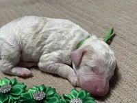 Boo-Boo, a male Double Doodle for sale in Lakeland, FL – 4 of 9