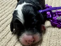 Spooky, a male Double Doodle for sale in Lakeland, FL – 3 of 8