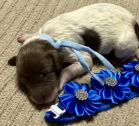 Twinkle , a female Double Doodle for sale in Lakeland, FL – 1 of 9