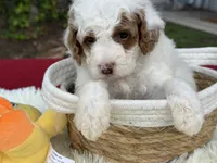 Glory , a male Poodle - Miniature  for sale in Lakeland, FL – 10 of 10