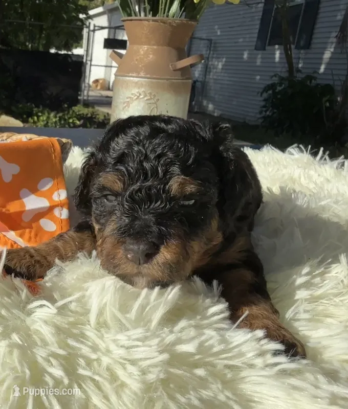 Star – Poodle - Miniature  puppy for sale in Lakeland, FL