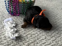 Star, a female Poodle - Miniature  for sale in Lakeland, FL – 5 of 9