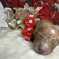 Autumn, a female Poodle - Miniature  for sale in Lakeland, FL – Photo 5 of 10