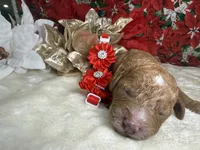 Autumn, a female Poodle - Miniature  for sale in Lakeland, FL – Photo 5 of 10