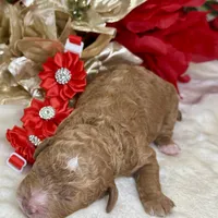 Autumn, a female Poodle - Miniature  for sale in Lakeland, FL – Photo 9 of 10