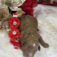 Autumn, a female Poodle - Miniature  for sale in Lakeland, FL – Photo 7 of 10