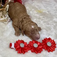 Autumn, a female Poodle - Miniature  for sale in Lakeland, FL – Photo 1 of 10