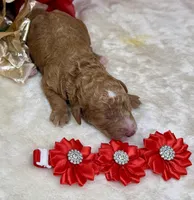 Autumn, a female Poodle - Miniature  for sale in Lakeland, FL – Photo 1 of 10