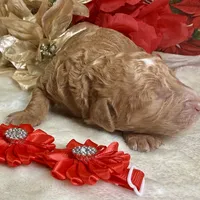 Autumn, a female Poodle - Miniature  for sale in Lakeland, FL – Photo 6 of 10