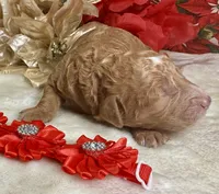 Autumn, a female Poodle - Miniature  for sale in Lakeland, FL – Photo 6 of 10