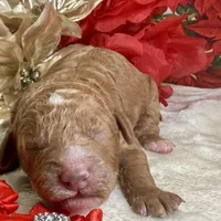 Autumn, a female Poodle - Miniature  for sale in Lakeland, FL – Photo 4 of 10