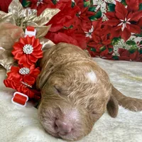 Autumn, a female Poodle - Miniature  for sale in Lakeland, FL – Photo 8 of 10