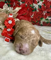 Autumn, a female Poodle - Miniature  for sale in Lakeland, FL – Photo 8 of 10