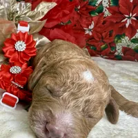 Autumn, a female Poodle - Miniature  for sale in Lakeland, FL – Photo 2 of 10