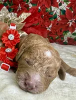 Autumn, a female Poodle - Miniature  for sale in Lakeland, FL – Photo 2 of 10