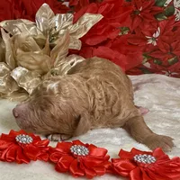 Autumn, a female Poodle - Miniature  for sale in Lakeland, FL – Photo 3 of 10