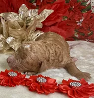 Autumn, a female Poodle - Miniature  for sale in Lakeland, FL – Photo 3 of 10