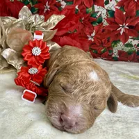 Autumn, a female Poodle - Miniature  for sale in Lakeland, FL – Photo 10 of 10