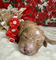 Autumn, a female Poodle - Miniature  for sale in Lakeland, FL – Photo 10 of 10