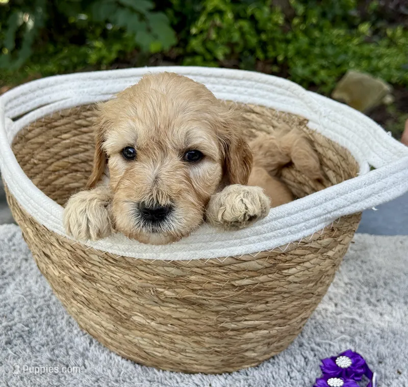 Buster – Goldendoodle puppy for sale in Lakeland, FL