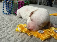 Glory , a male Poodle - Miniature  for sale in Lakeland, FL – 10 of 10
