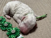 Boo-Boo, a male Double Doodle for sale in Lakeland, FL – 7 of 9