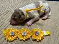 Howling, a male Double Doodle for sale in Lakeland, FL – 10 of 10