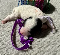 Liberty , a female Poodle - Miniature  for sale in Lakeland, FL – 5 of 7