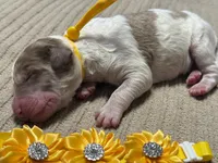 Howling, a male Double Doodle for sale in Lakeland, FL – 6 of 10