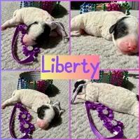 Liberty , a female Poodle - Miniature  for sale in Lakeland, FL – 7 of 7