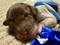 Twinkle , a female Double Doodle for sale in Lakeland, FL – 8 of 9