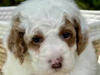 Glory , a male Poodle - Miniature  for sale in Lakeland, FL – 7 of 10