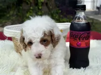 Glory , a male Poodle - Miniature  for sale in Lakeland, FL – 4 of 10