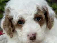 Glory , a male Poodle - Miniature  for sale in Lakeland, FL – 5 of 10