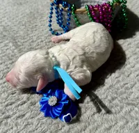 Liberty , a female Poodle - Miniature  for sale in Lakeland, FL – 3 of 7