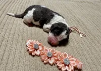 Pumpkin , a female Goldendoodle and Double Doodle for sale in Lakeland, FL – 7 of 8