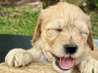 Buster, a male Goldendoodle for sale in Lakeland, FL – 3 of 7