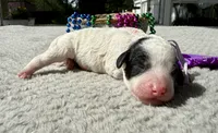 Liberty , a female Poodle - Miniature  for sale in Lakeland, FL – 2 of 7