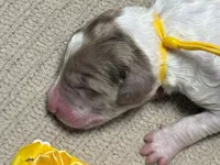 Howling, a male Double Doodle for sale in Lakeland, FL – 7 of 10