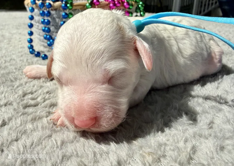 Blaze – Poodle - Miniature  puppy for sale in Lakeland, FL